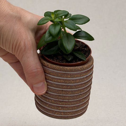 Extra Small Shino Stripe Cylinder Planter