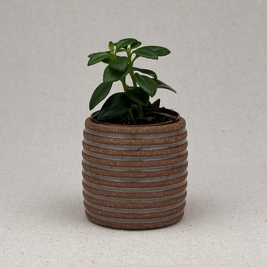 Extra Small Shino Stripe Cylinder Planter