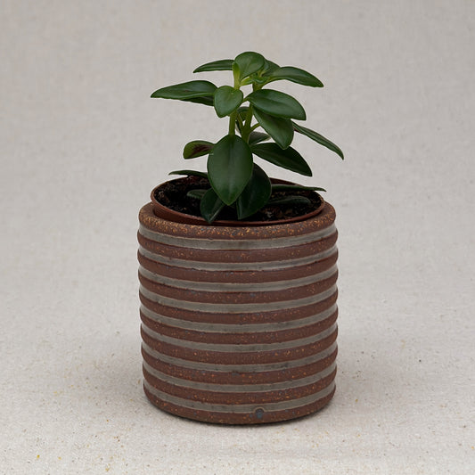 Extra Small Shino Stripe Cylinder Planter