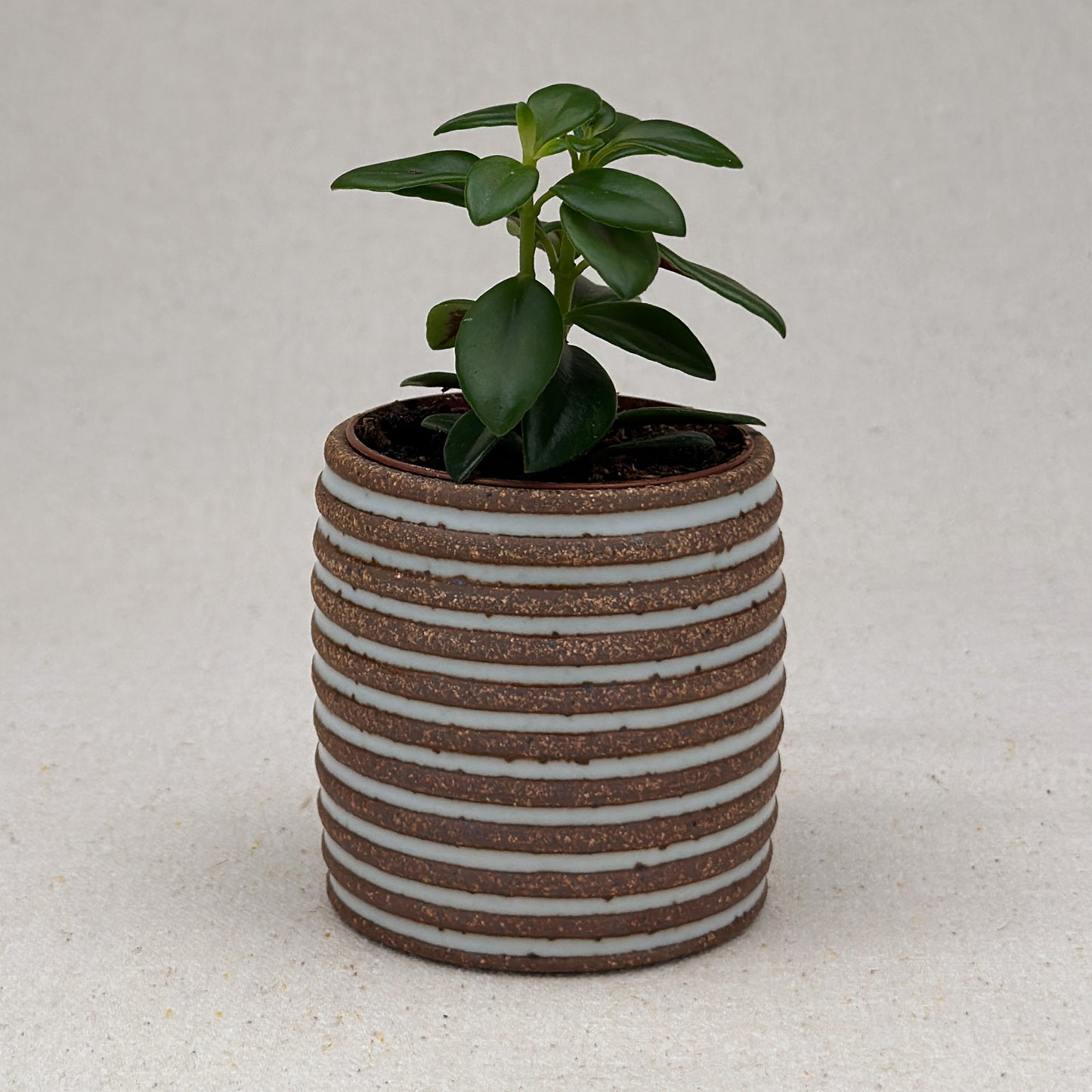 Extra Small White Stripe Cylinder Planter