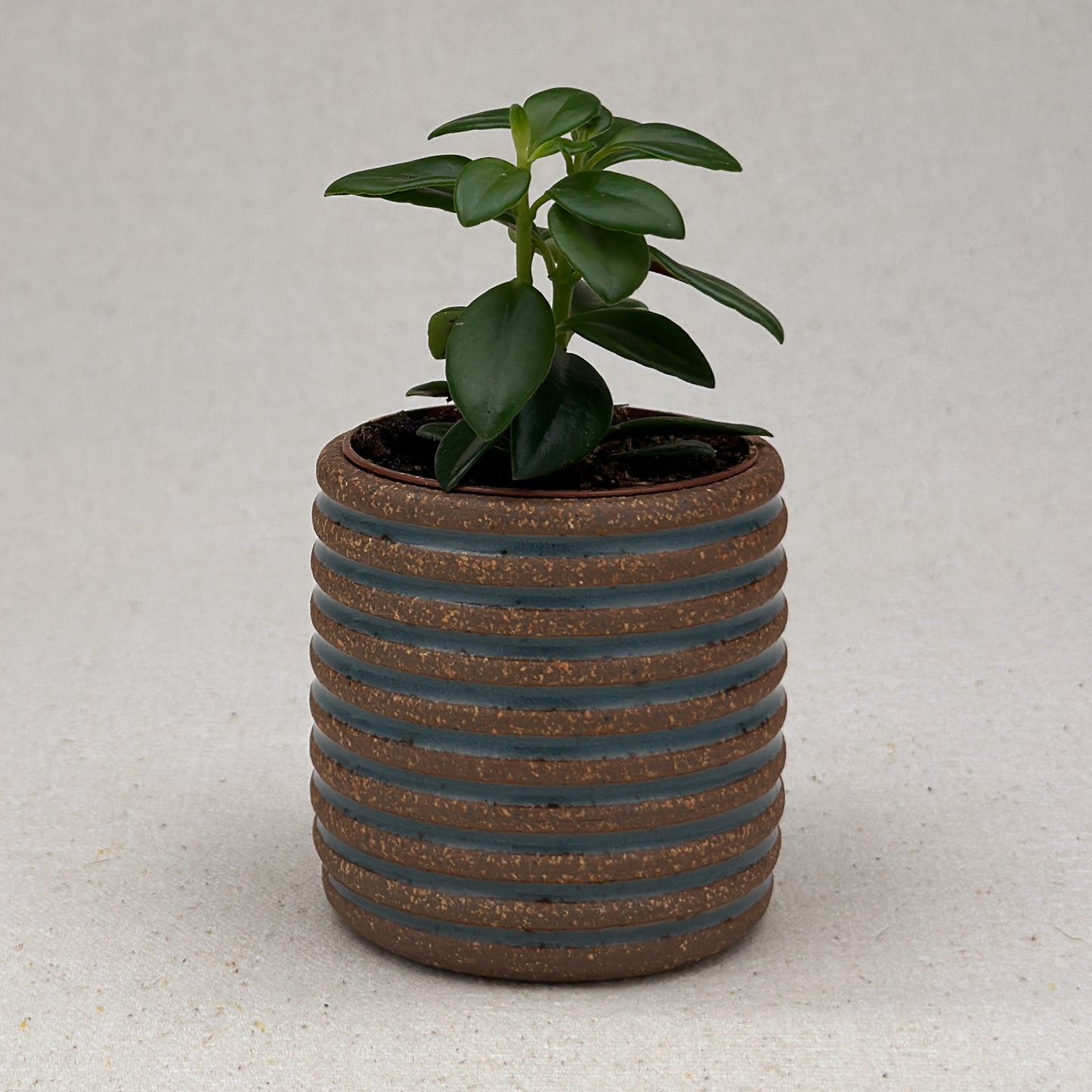 Extra Small Blue Stripe Cylinder Planter