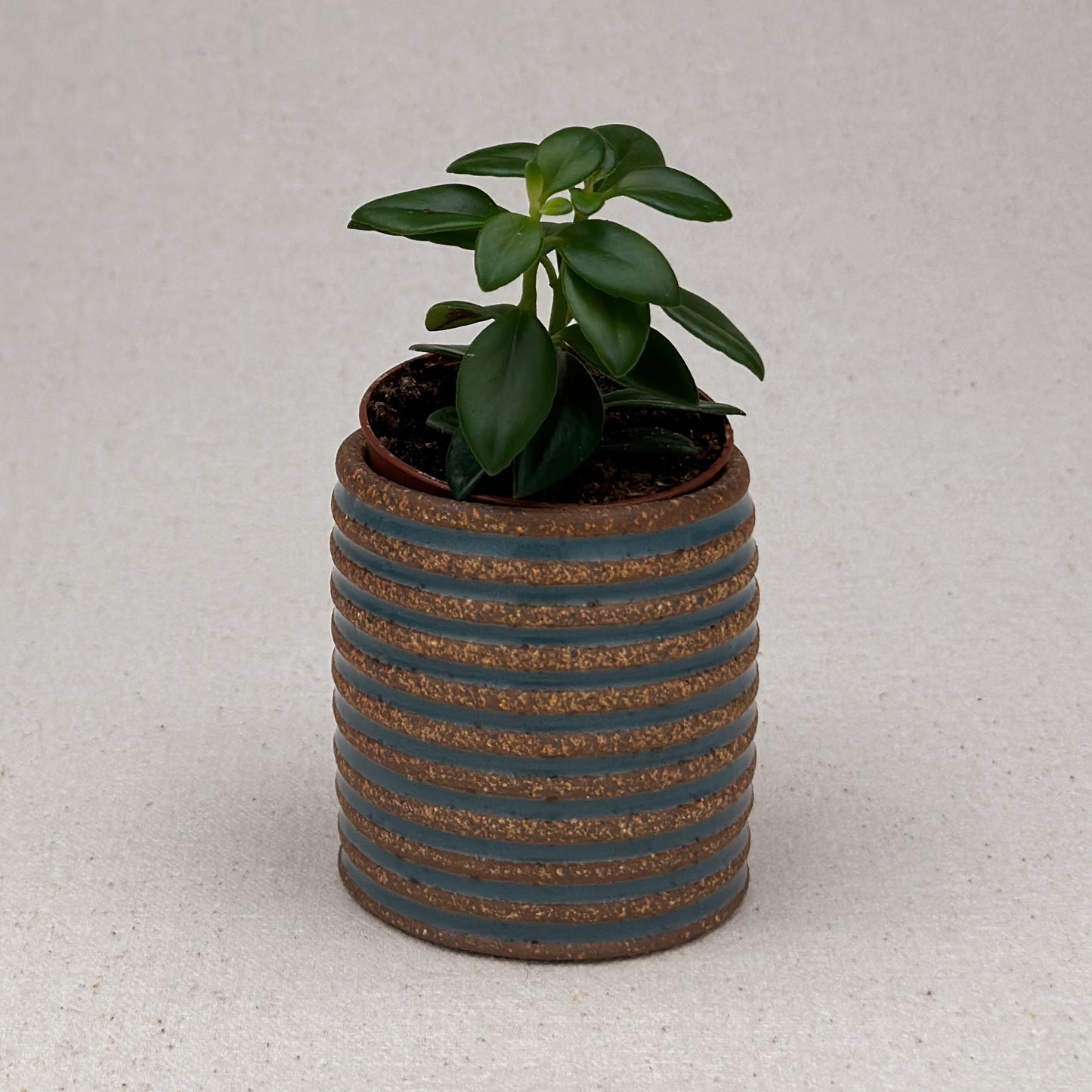 Extra Small Blue Stripe Cylinder Planter