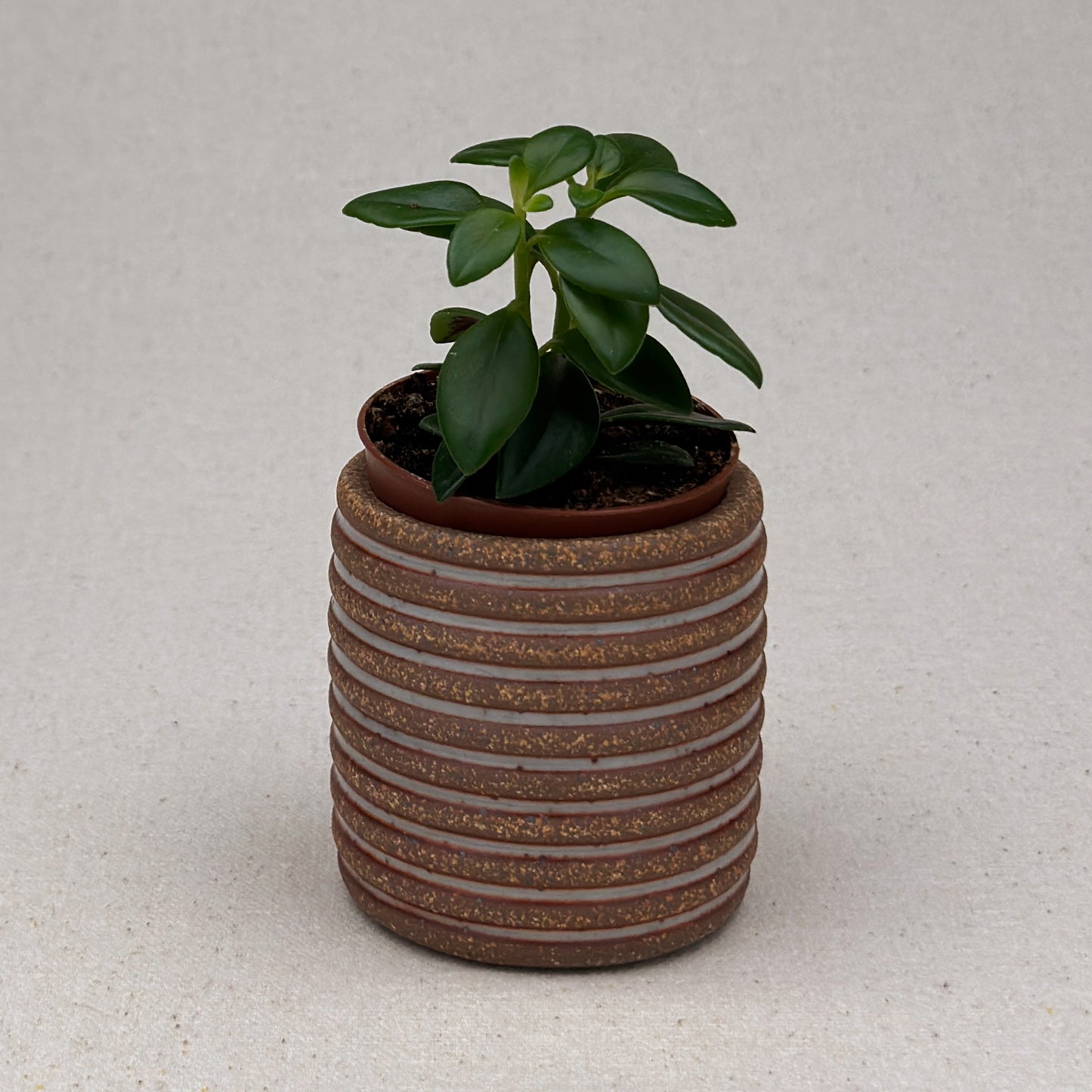 Extra Small Shino Stripe Cylinder Planter