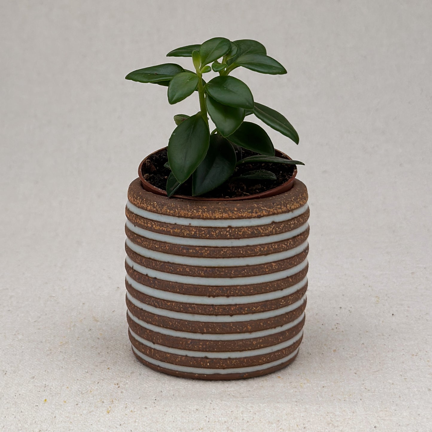 Extra Small White Stripe Cylinder Planter