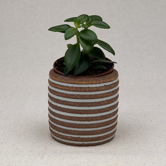 Extra Small White Stripe Cylinder Planter